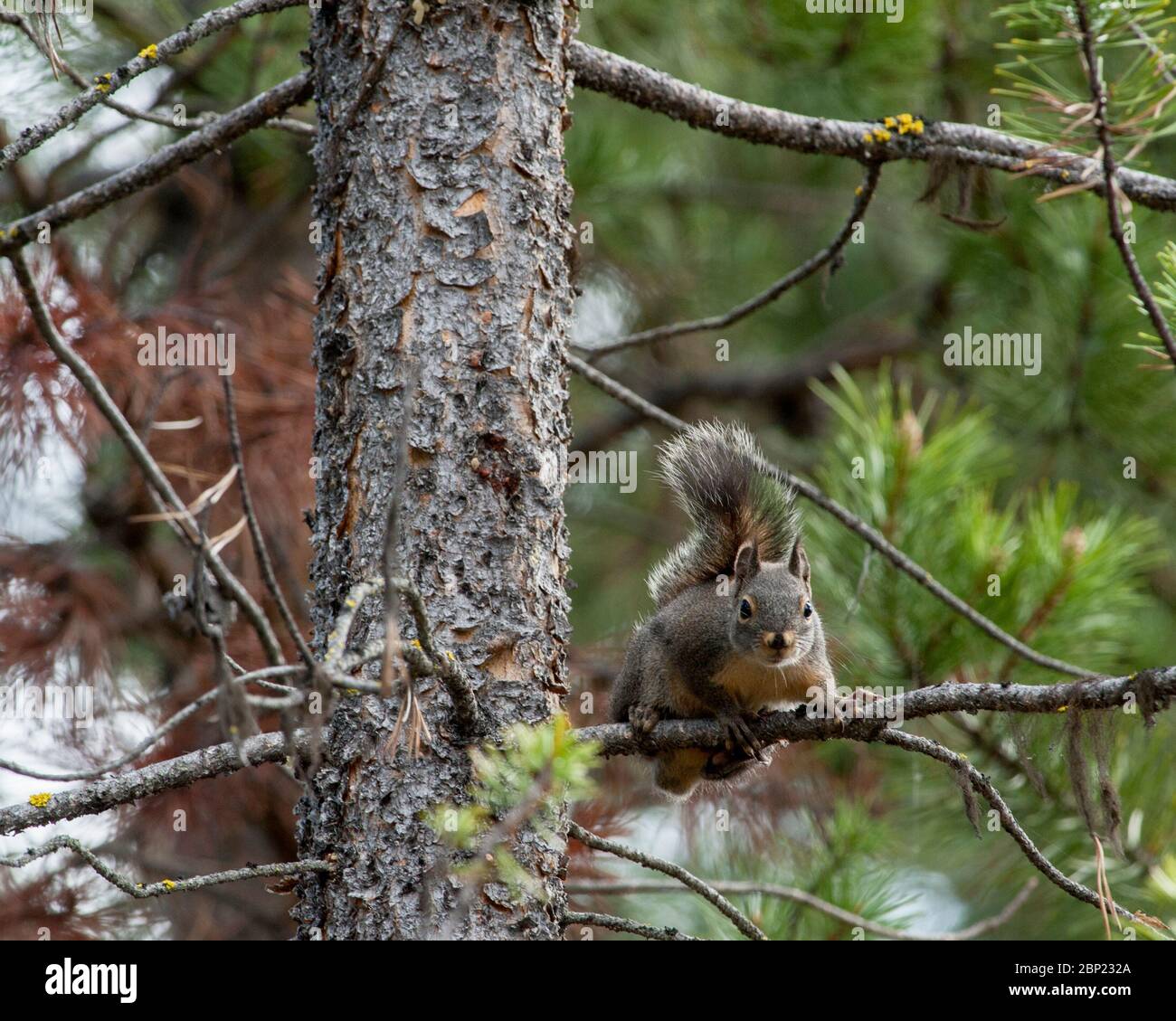 Ein Douglas-Eichhörnchen (Tamiasciurus douglasii) ragt in einem Baum und beobachtet den Fotografen genau Stockfoto