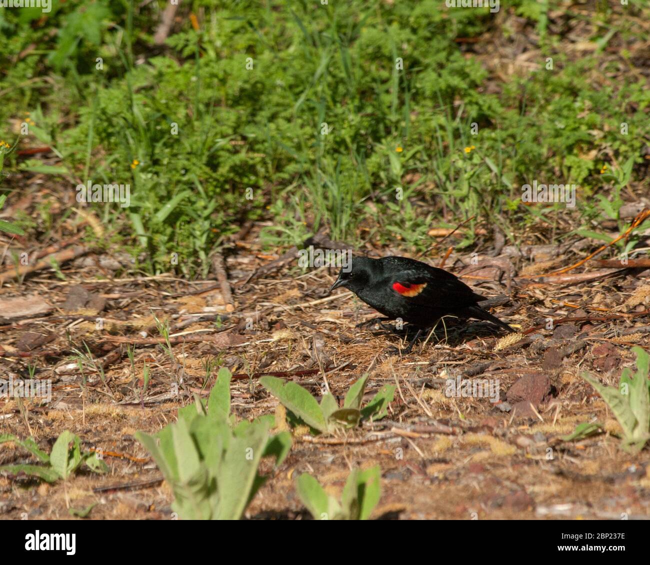 Eine männliche Rotflügelamsel (Agelaius phoeniceus), die auf dem Boden nach Nahrung sucht. Stockfoto