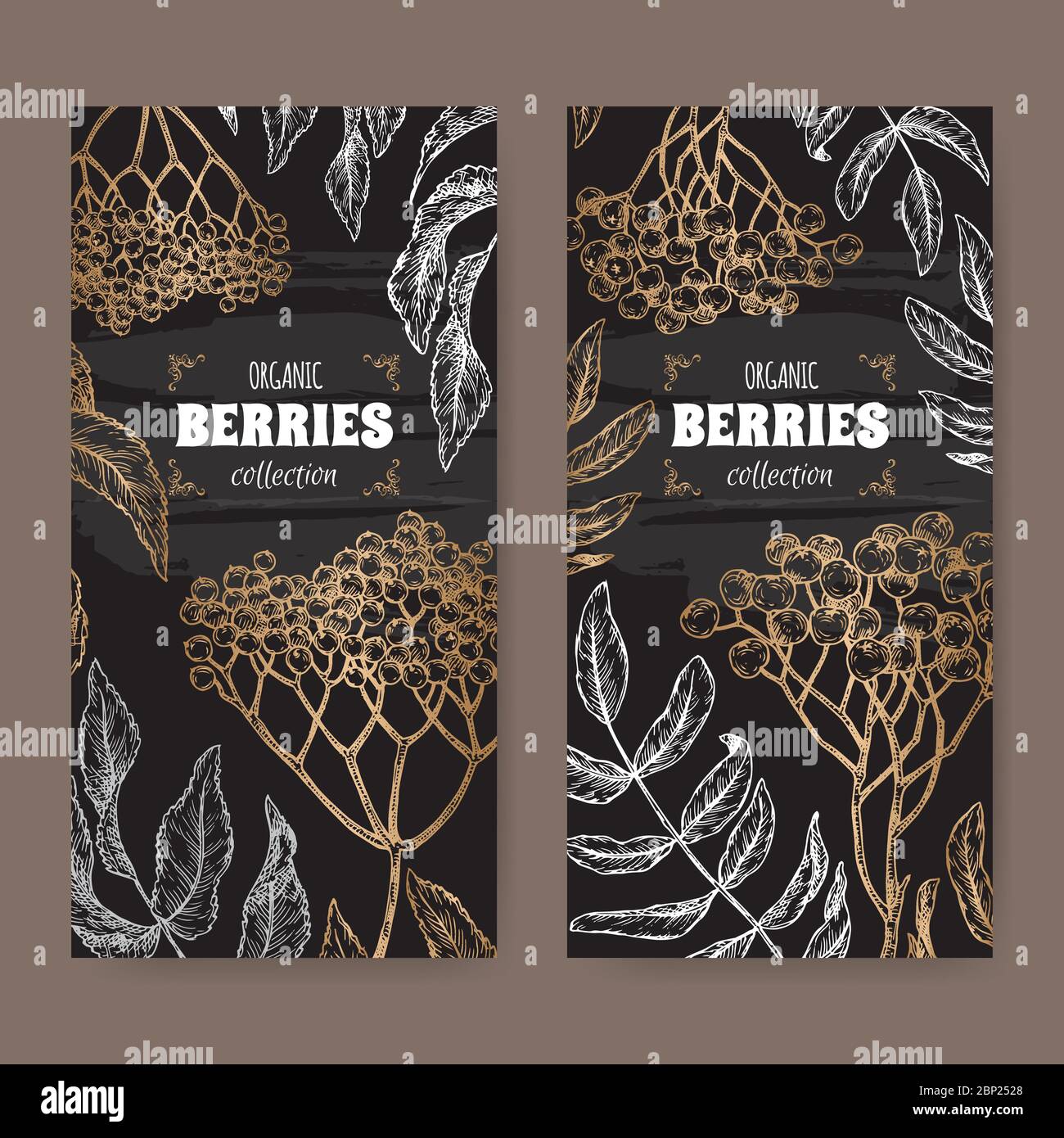 Set aus zwei schwarzen Etiketten mit Sambucus aka Holunder und Rowan aka Sorbus aucuparia Zweig Skizze. Berry Fruits Serie. Stock Vektor