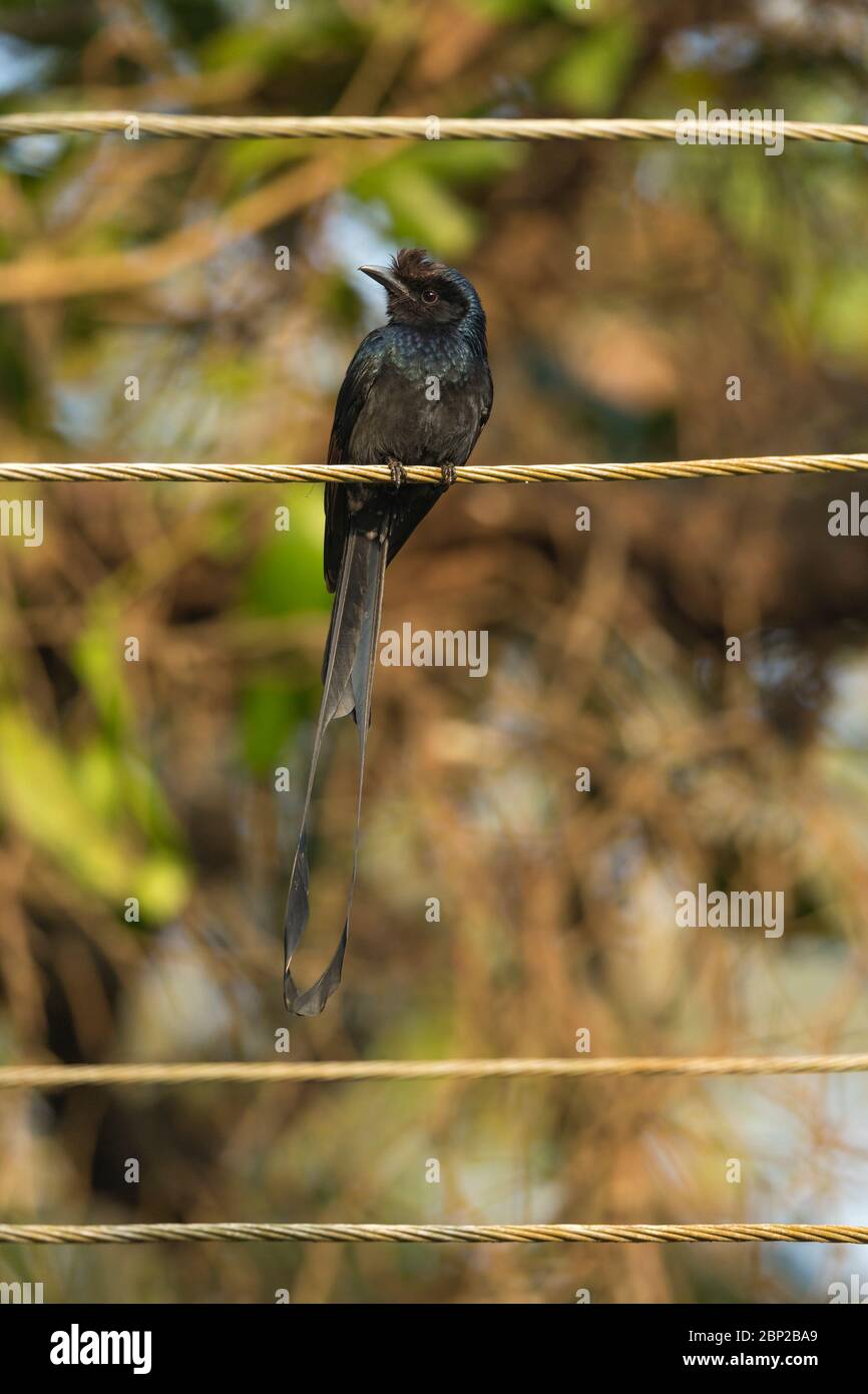 Großrammschwanz-Drongo Dicrurus paradiseus, Erwachsene, auf Draht thront, Padeli, Goa, Indien, Januar Stockfoto