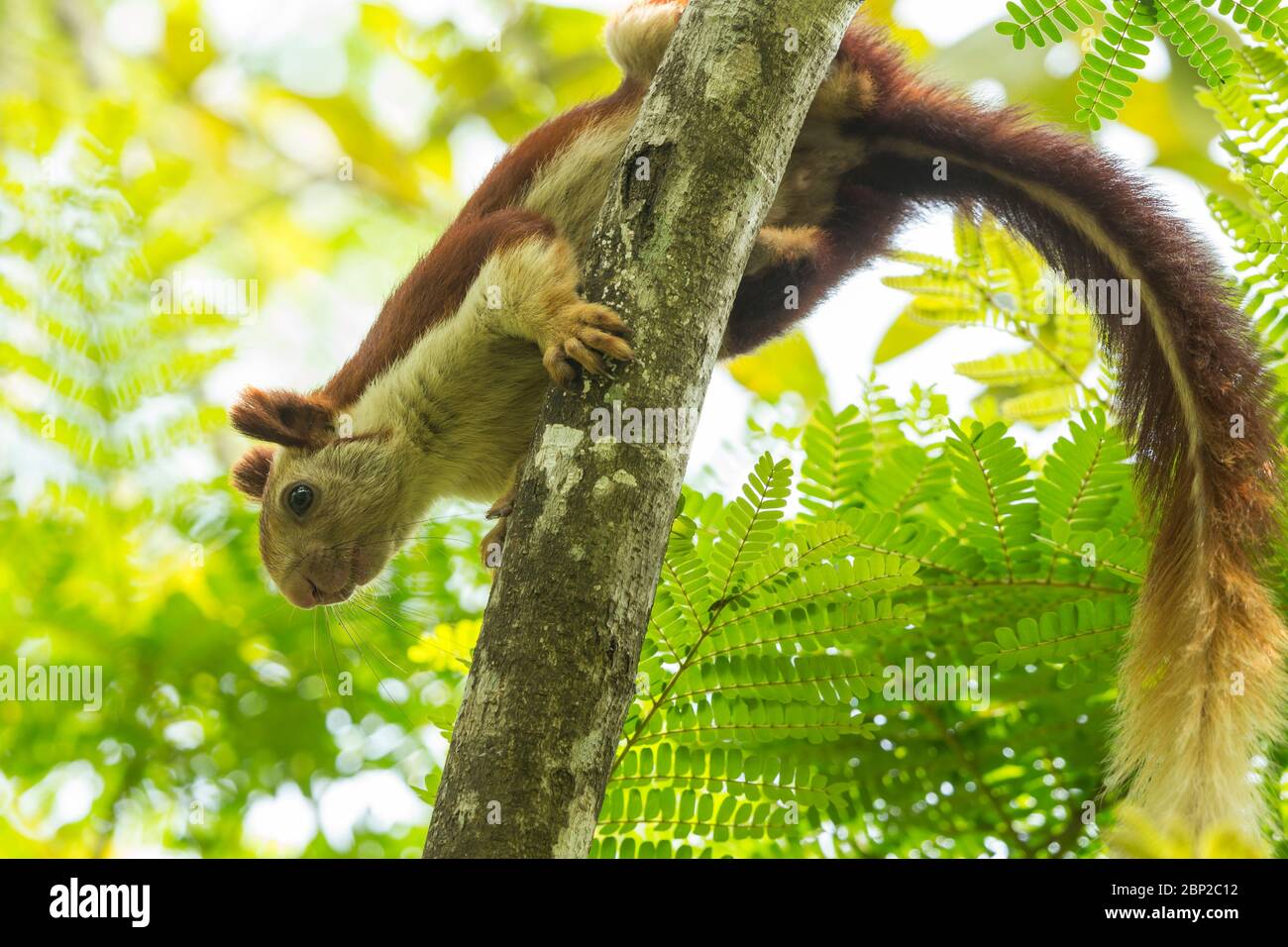 Indisches Riesenhörnchen Ratufa indica, Erwachsene, in Baumkrone, Padeli, Goa, Indien, Januar Stockfoto