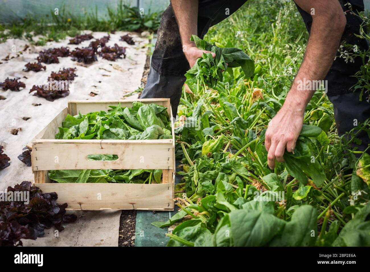 Arbeiter in Bio-Markt-Bauernhof, Dordogne, Frankreich. Stockfoto