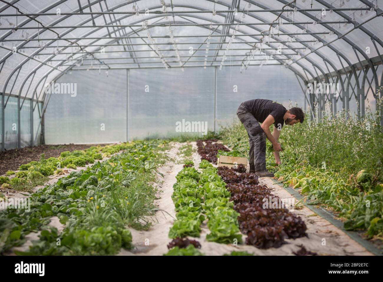 Arbeiter in Bio-Markt-Bauernhof, Dordogne, Frankreich. Stockfoto