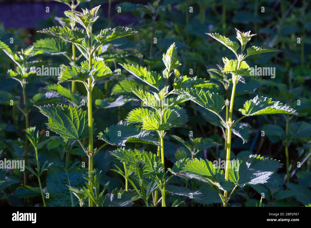 Brennnessel (urtica) Pflanze unter Gras. Stockfoto