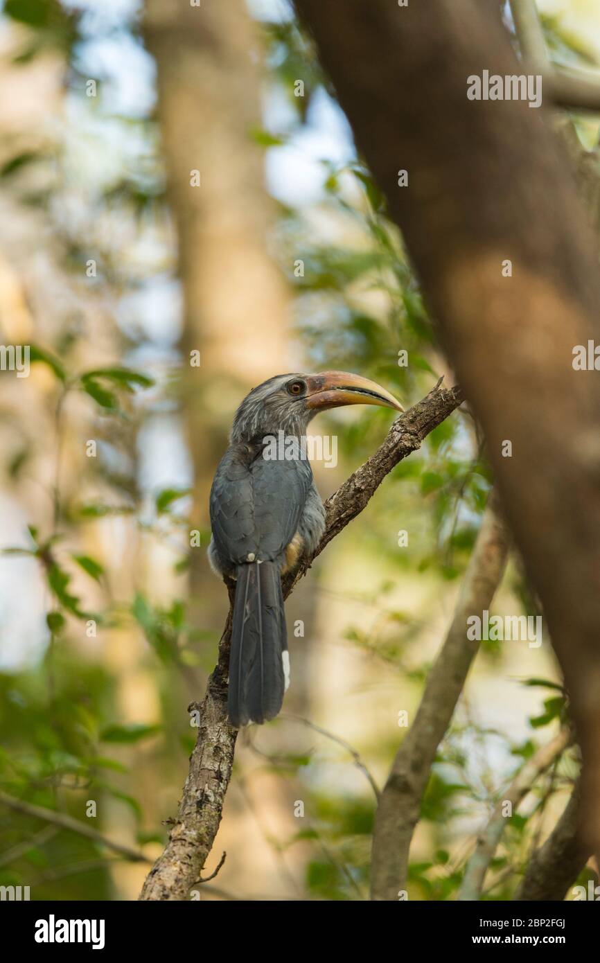 Malabar grauer Hornbill Ocyceros griseus, erwachsener Rüde, thront im Baum, Mollem Nationalpark, Goa, Indien, Januar Stockfoto