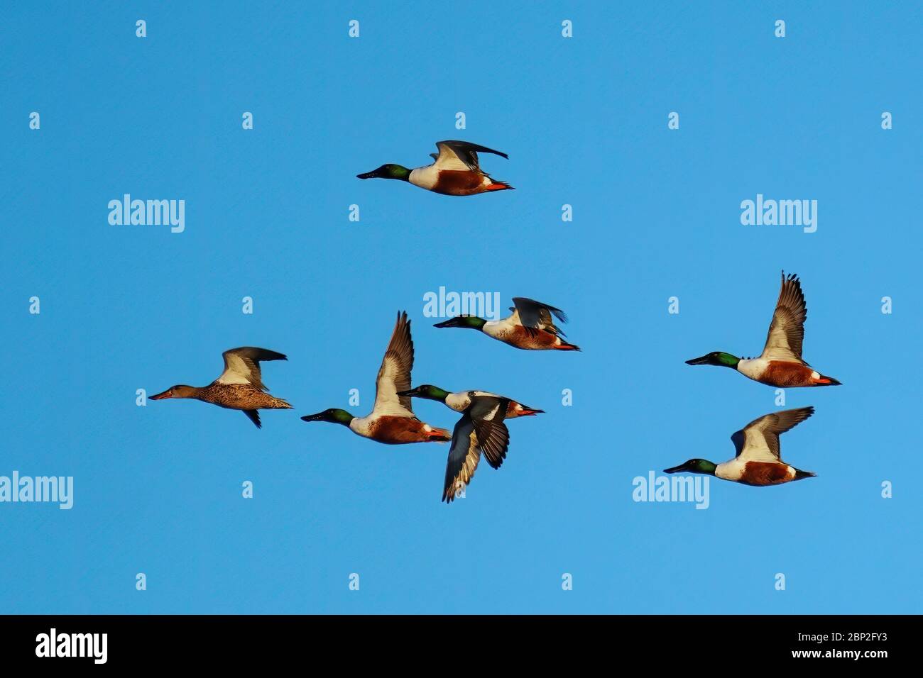 Schwarm von nördlichen Schaufeln (Spatula clypeata) fliegen in blauen Himmel, Colorado Stockfoto