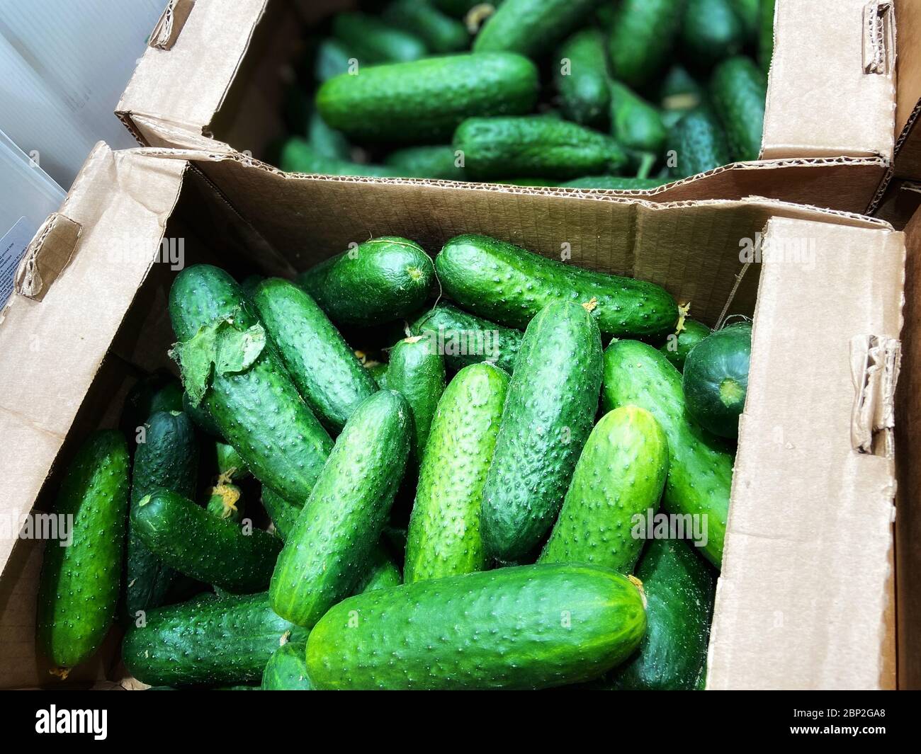 Handy-Foto. Frische Gurke auf dem Supermarkt Vetrin. Stockfoto