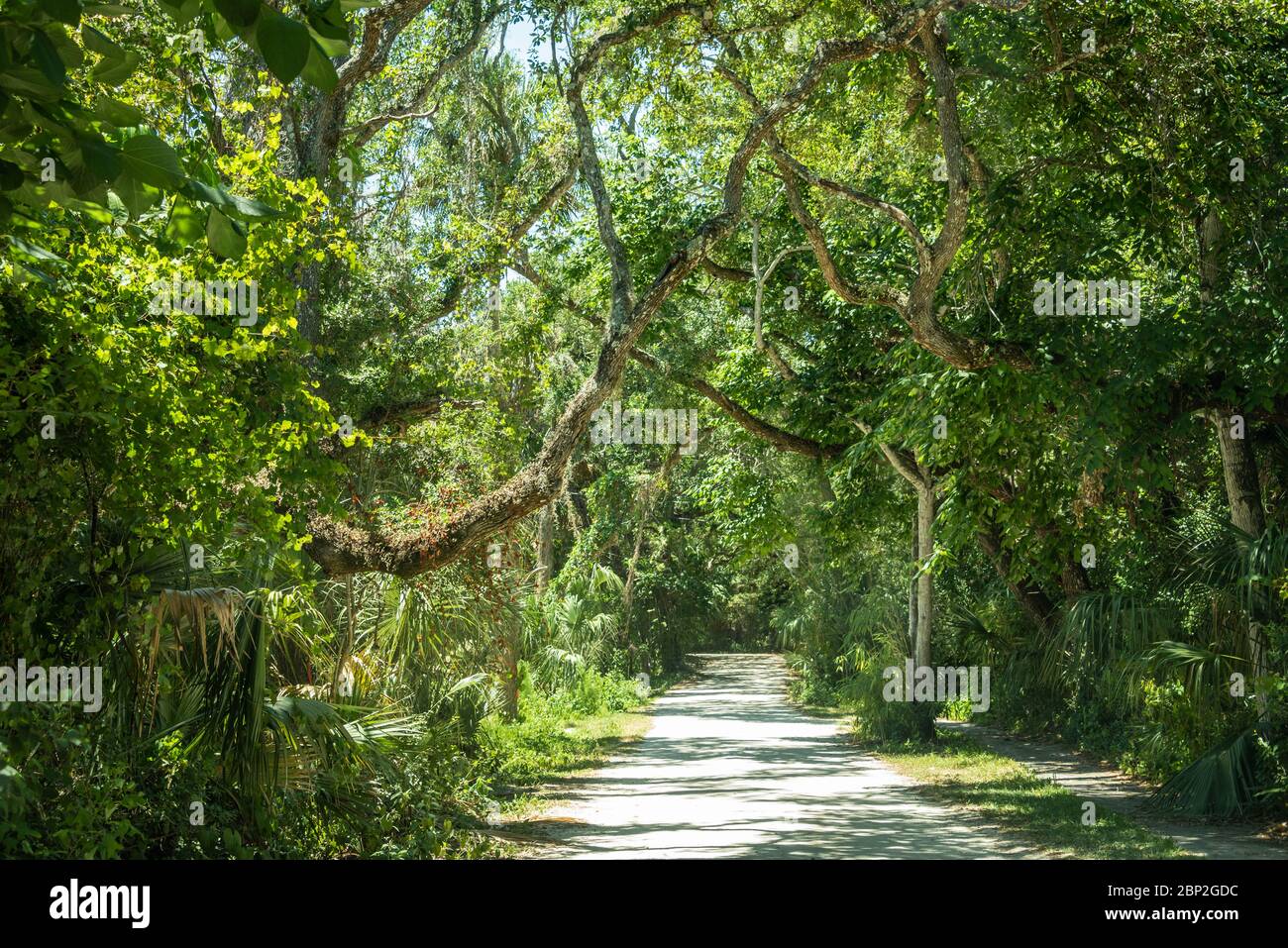 Üppiges Grün entlang Sailfish Drive, der Ponce Inlet Scenic Route, in Ponce Inlet, Florida, südlich von Daytona Beach Shores. (USA) Stockfoto