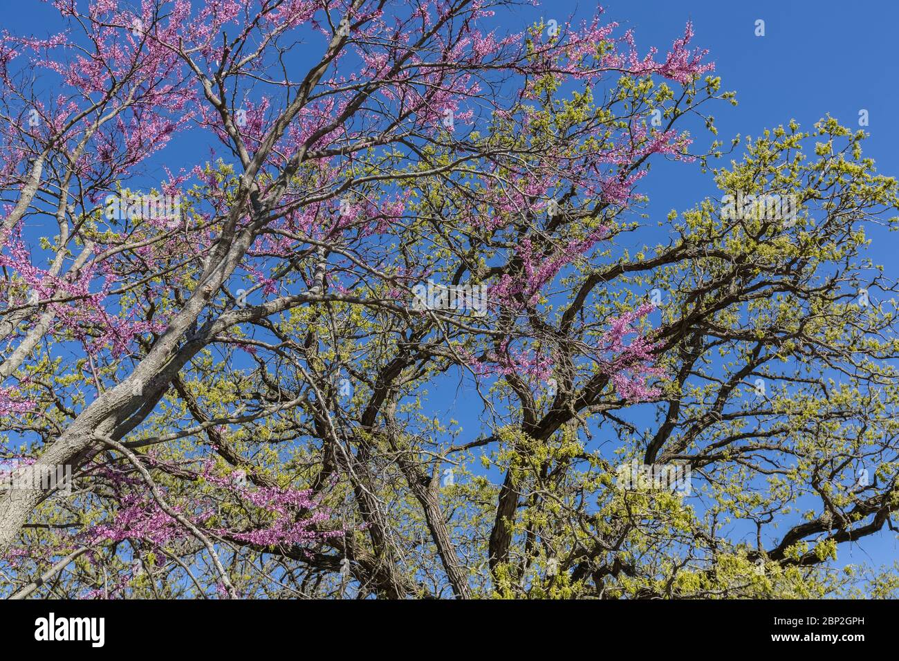 Eastern Redbud, Cercis canadensis, blühend mit Bur Oak, Quercus macrocarpa, blätterend, in einem Picknickbereich in Johnson-Sauk Trail State Recreation Ar Stockfoto