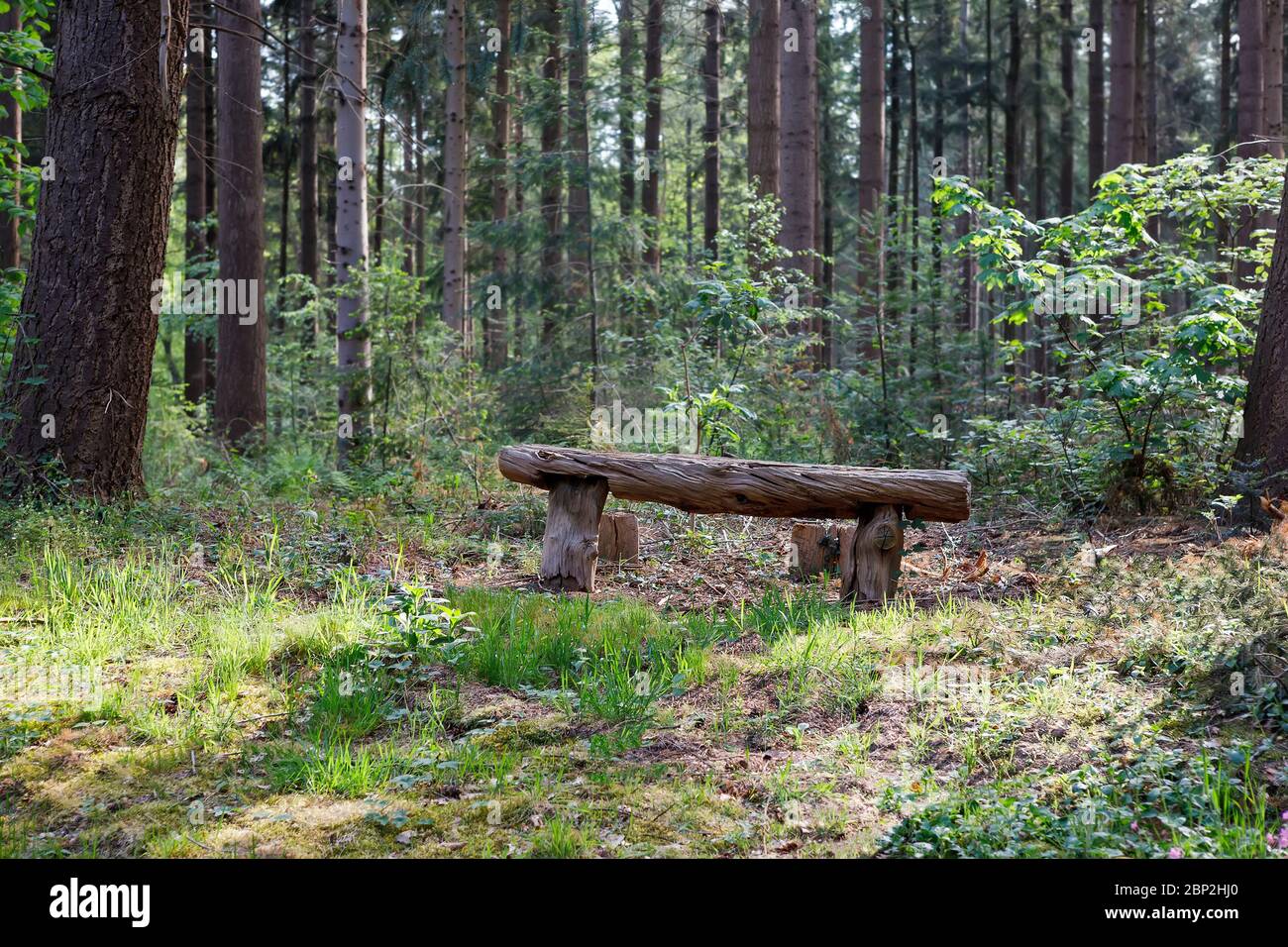 Alte Holzbank im sonnigen Wald im Sommer Stockfoto