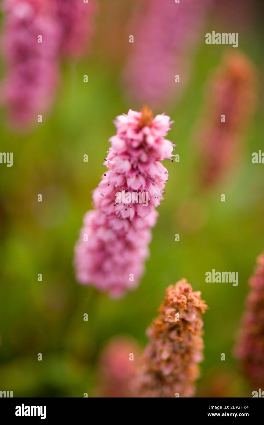 Blühende rosa Persicaria, Persicana affinis, kew Form Stockfoto