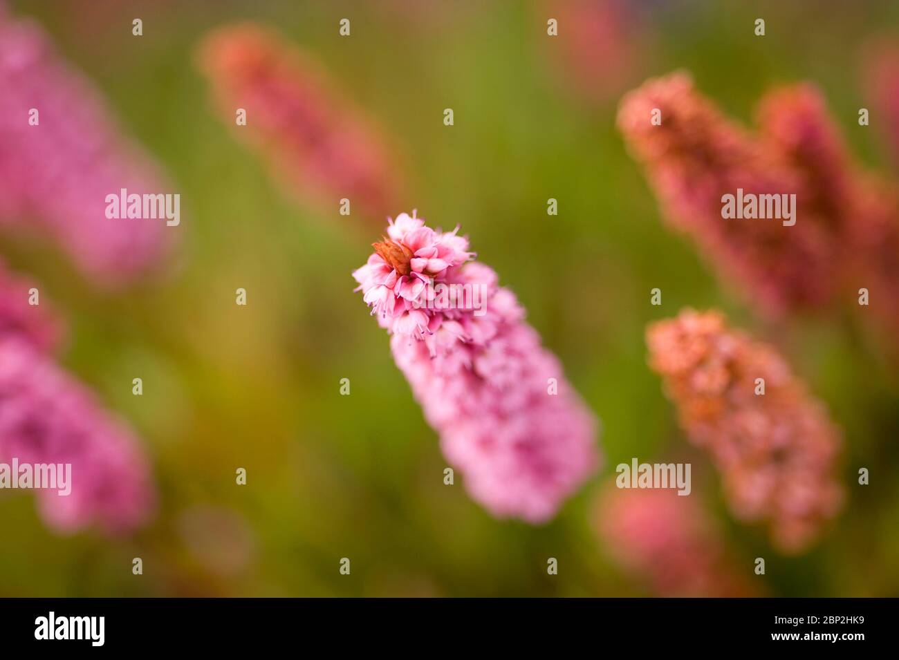 Blühende rosa Persicaria, Persicana affinis, kew Form Stockfoto