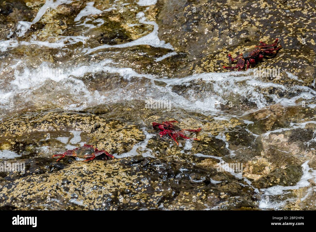 Rote Felskrabbe - Grapsus adscensionis - kriechend auf nassen Lavasteinen nahe am Meer, um in der Sonne zu sonnen. Südliche Küste von Teneriffa, Kanarische Inseln Stockfoto