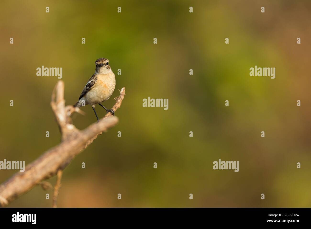 Sibirischer Steinmetz Saxicola torquatus maurus, Erwachsene Hündin, auf Ast gehockt, Arambol, Goa, Indien, Januar Stockfoto