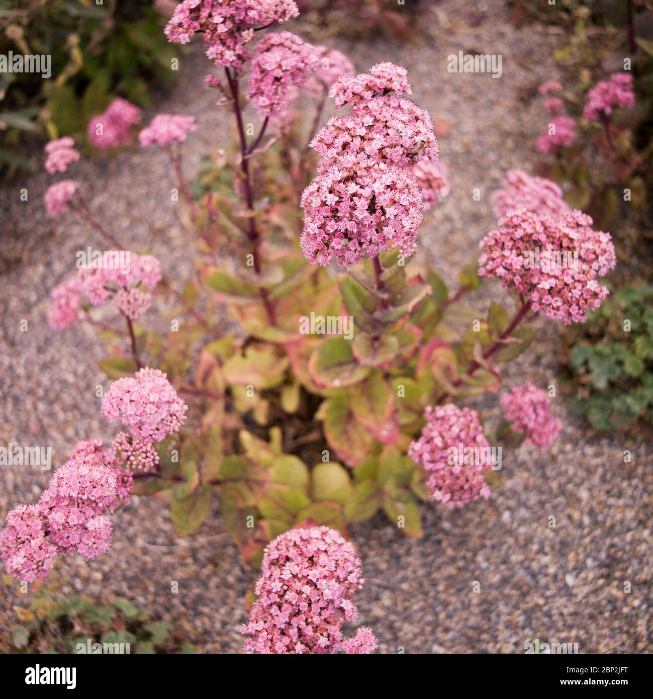 Stonecrop, Sedum Ruby Glow Stockfoto