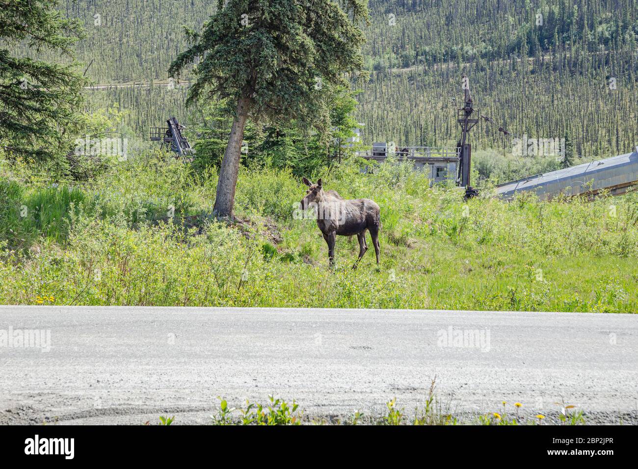 Elchweibchen in der Nähe des Pedro Dredge in Chicken, Alaska Stockfoto