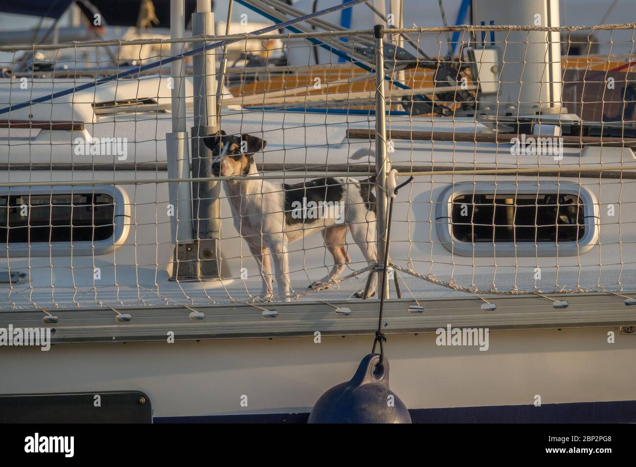 Niedlicher Hund an Bord Luxus-Yacht-Deck kleiner Hund auf einem Segelboot Stockfoto