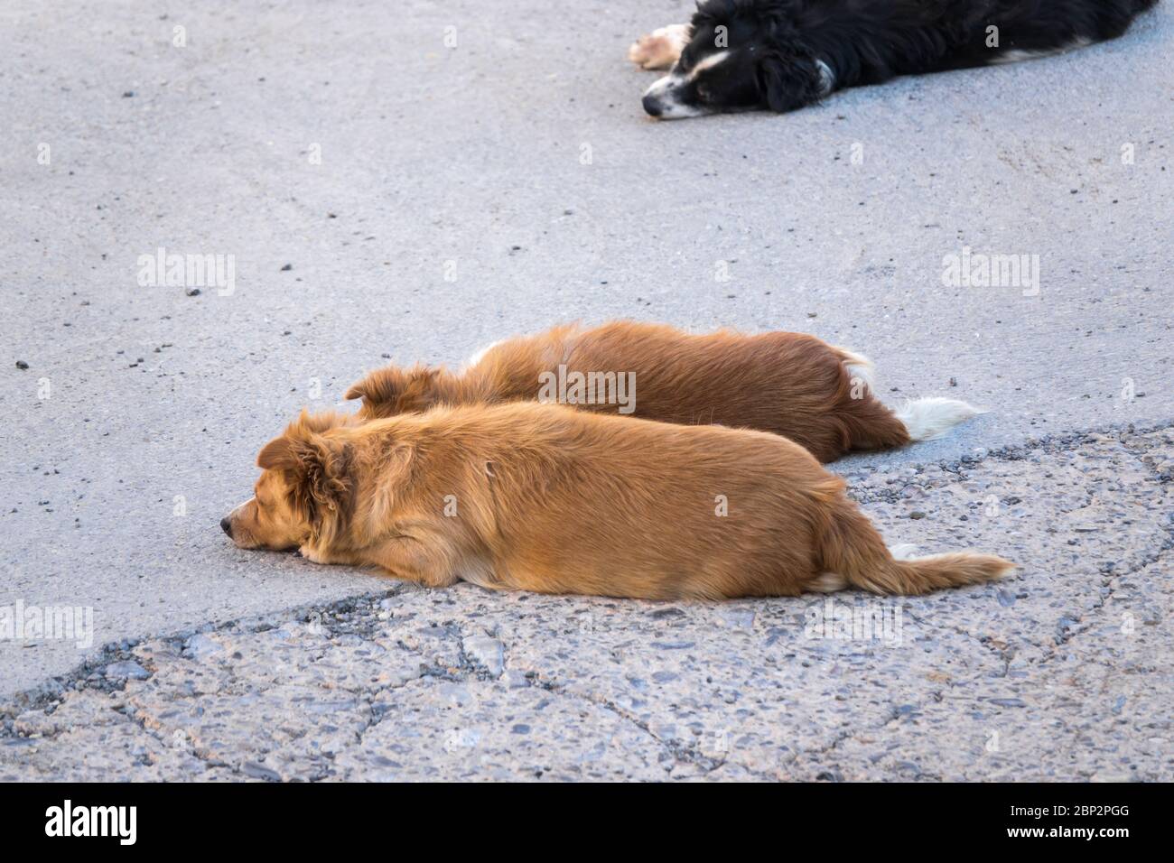 Obdachloser streunender Hund liegt auf der Straße, trauriger verlassene Hund sEinsam auf der Stadtstraße. Stockfoto