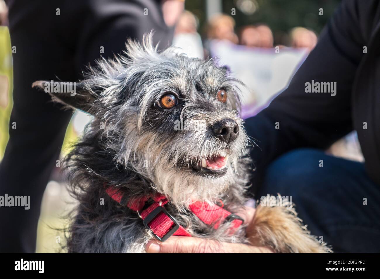 Porträt von hässlichen Hund große lustige Ohren isoliert dunkel verschwommen Hintergrund Stockfoto