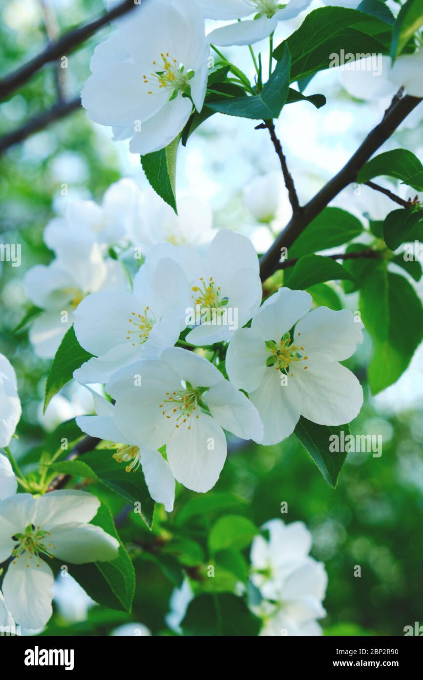 Blumen eines blühenden Apfelbaums bei Sonnenuntergang in den warmen Sonnenstrahlen Stockfoto