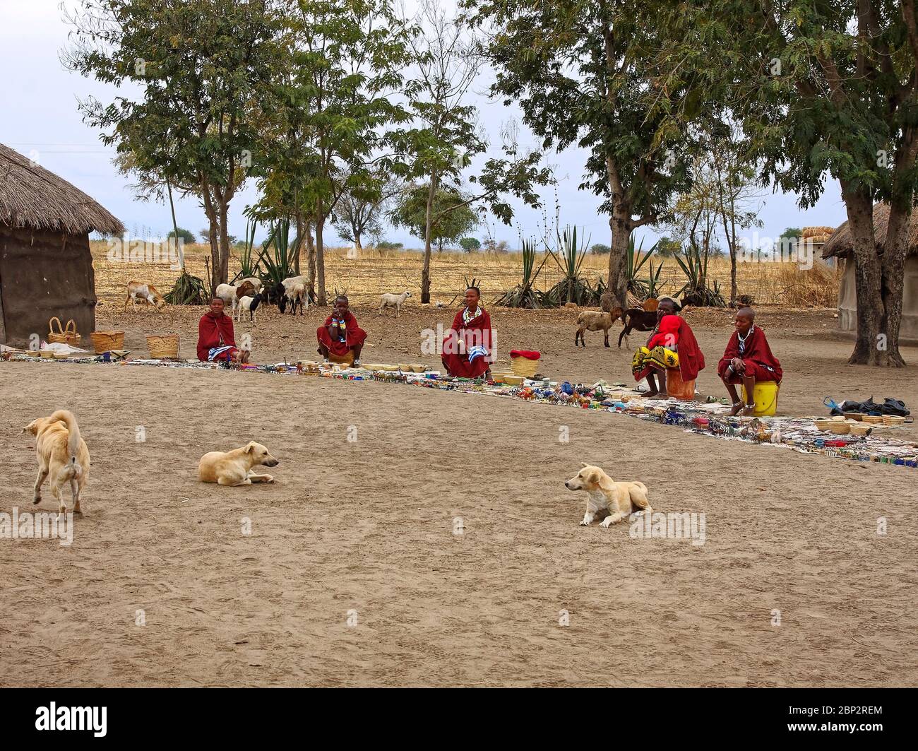 Maasai Dorf; einheimische Frauen, Verkauf von handgefertigten Gegenständen, 3 Hunde, Ziegen, Perlen Arbeit, Stroh-Objekte, Tansania; Afrika Stockfoto