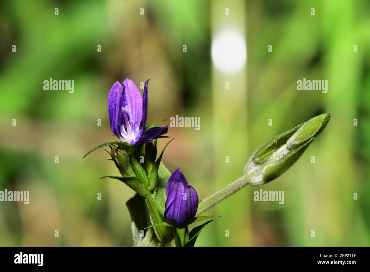 Lila Blütenknospen wachsen auf einer Rebe. Stockfoto