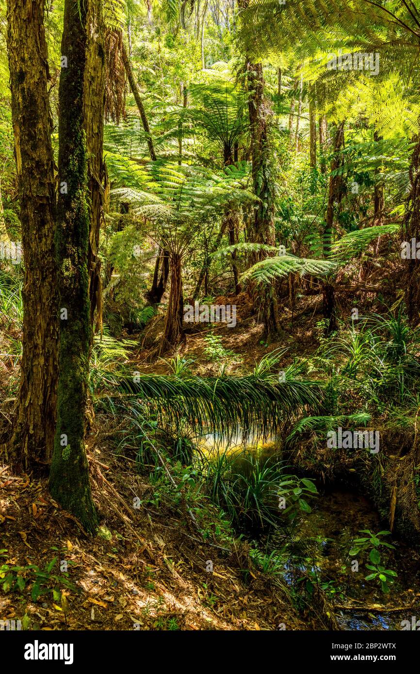 Subtropische Vegetation der Abel Tasman Wälder in South Island, Neuseeland. Stockfoto