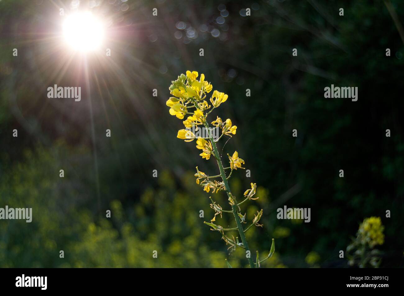 Wilde gelbe Blumen scheinen zu den Strahlen der Sonne zu gehen, die durch die Bäume filtern. Naturkonzept Stockfoto