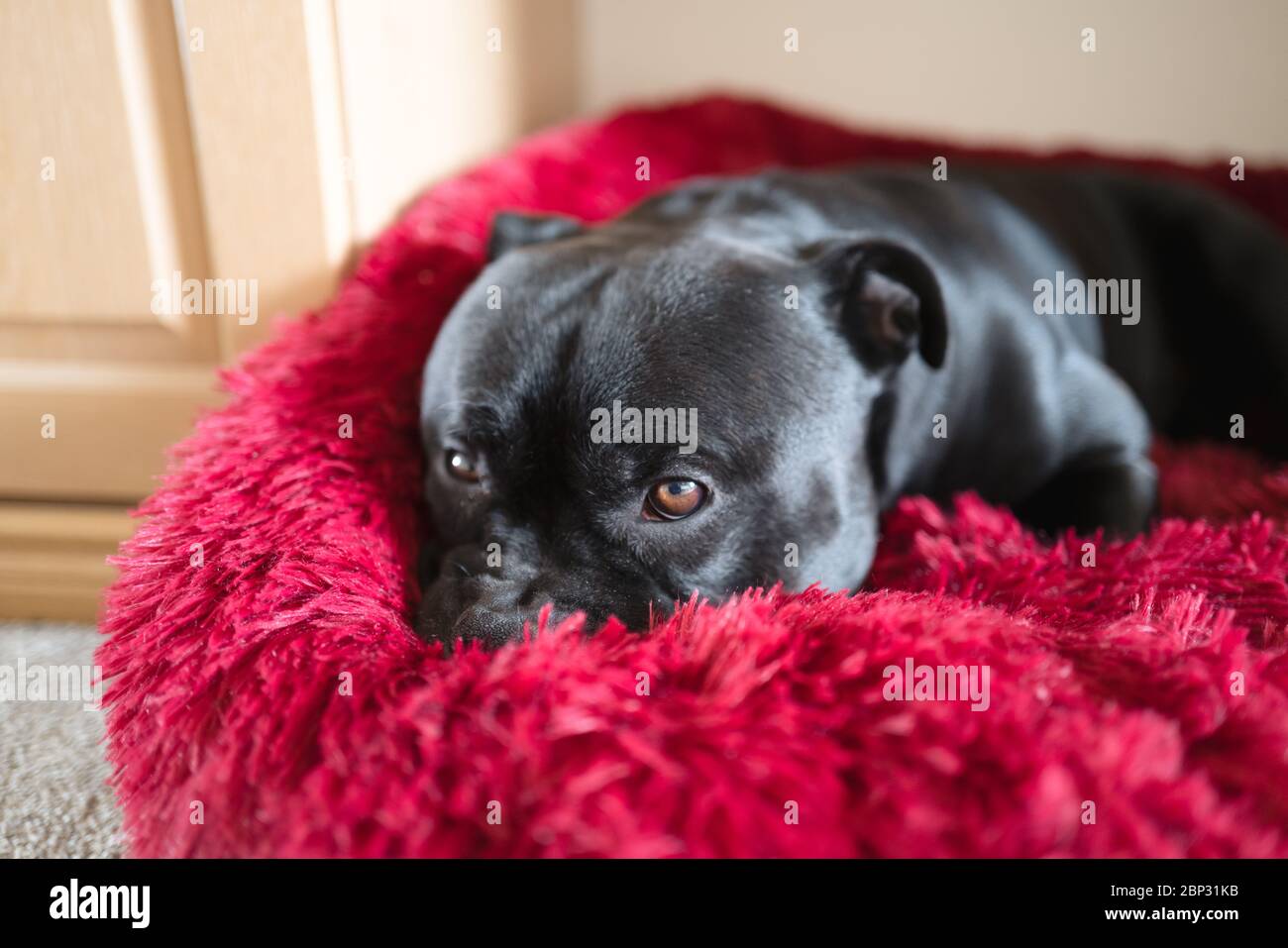 Porträt eines Staffordshire Bull Terrier Hundes, der in einem flauschigen Hundebett ruht. Stockfoto