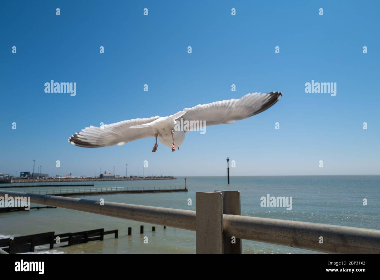 Möwe fliegt nach dem Start vom Geländer. Ramsgate Hafen kann im Hintergrund gesehen werden. Der Himmel ist blau. Stockfoto