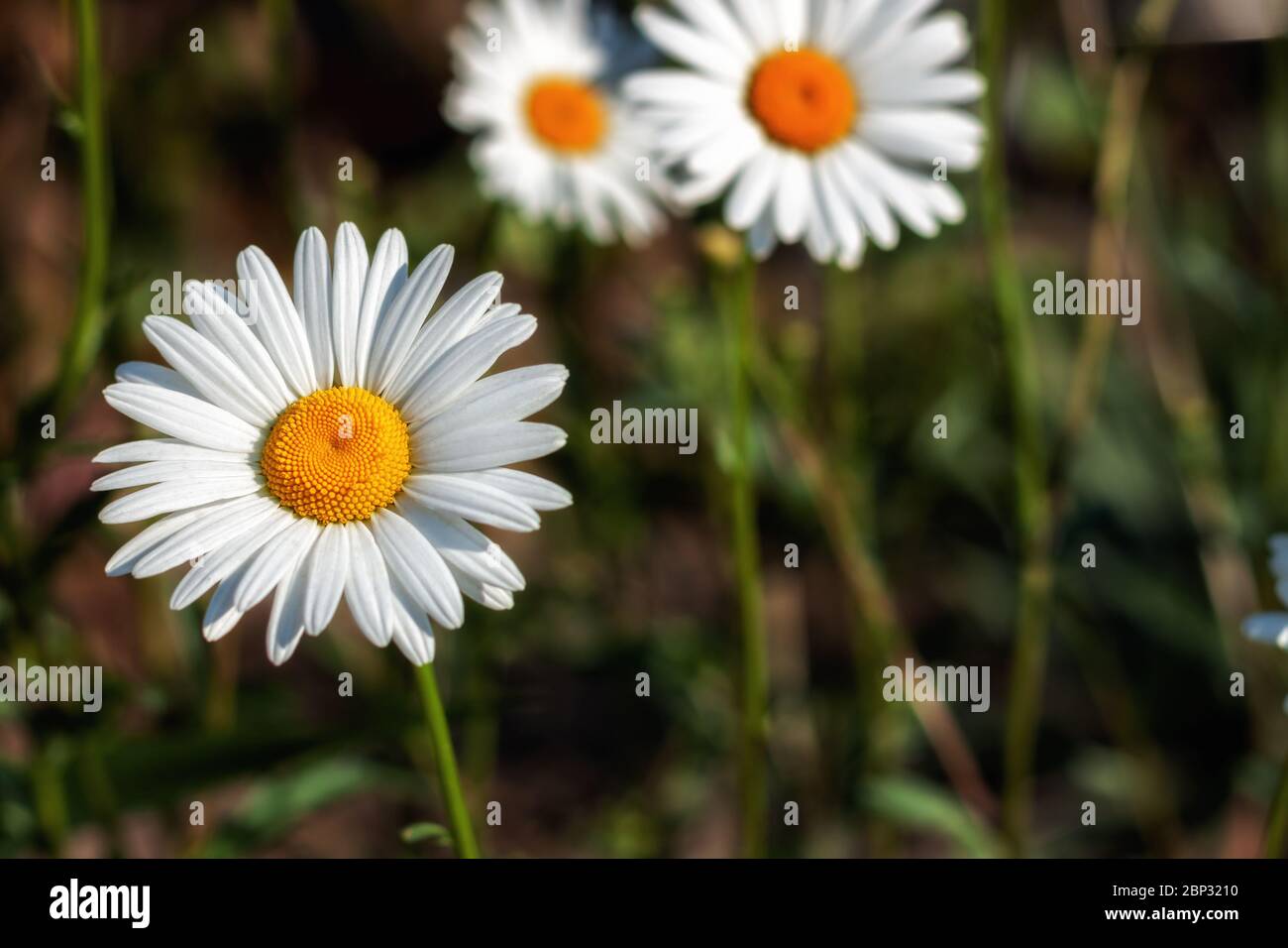 Weiße Kamille blüht auf offenem Feld auf einem Blumenbeet Stockfoto