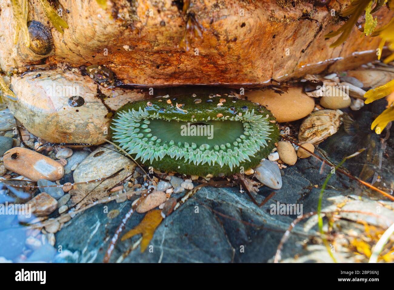 Anthopleura xanthogrammica (Giant Green Anemone) in Rennell Sound, Haida Gwaii, British Columbia Stockfoto Anthopleura xanthogrammica (Giant Green Anemone) in Rennell Sound, Haida Gwaii, British Columbia Stockfoto