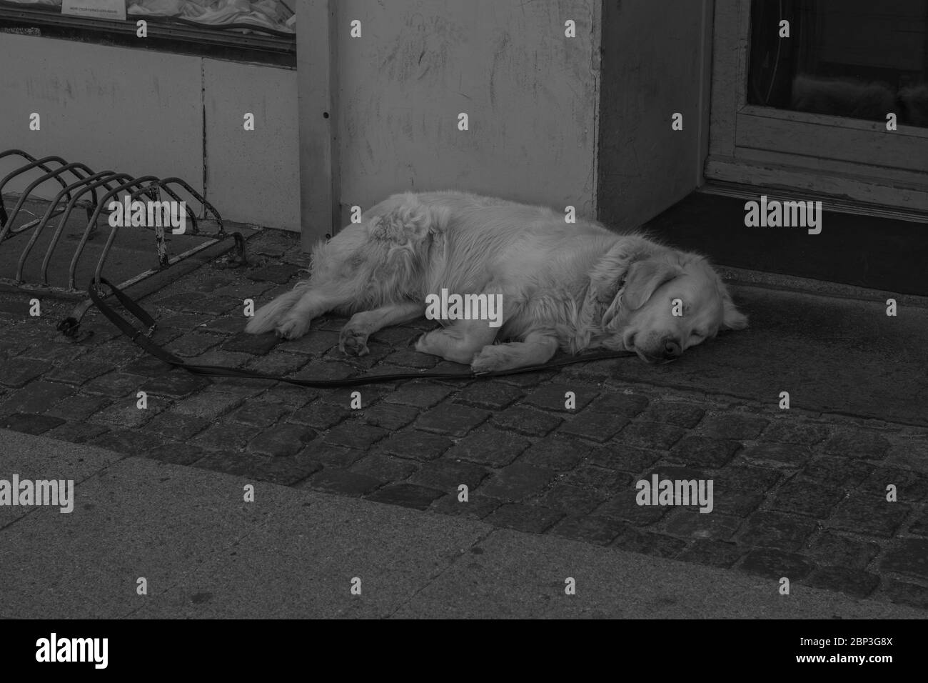 Netter Hund schläft auf der Straße, dänemark, kopenhagen Stockfoto