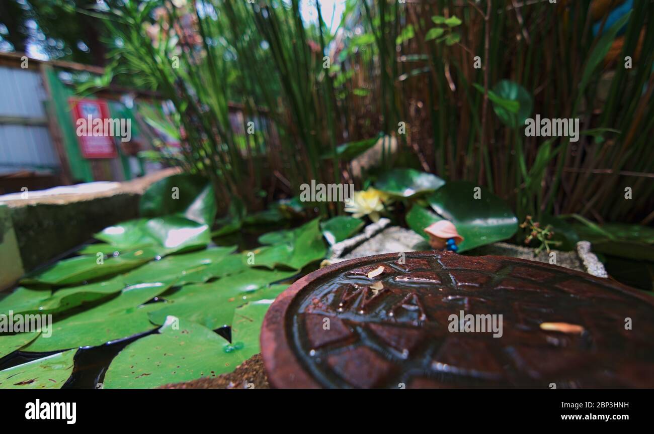 Wasserdeckellilien und Schilf im Hintergrund in der Kathedrale von Junk in Austin Texas, einer Kunstinstallation, die aus zufälligen Alltagsgegenständen konstruiert wurde. Stockfoto