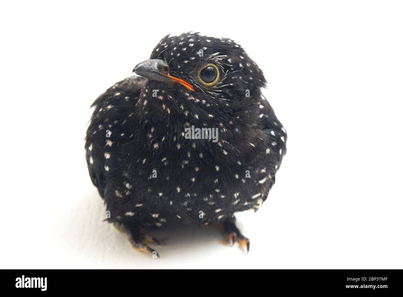 Ein junger klaglicher Kuckuckvogel (Cacomantis merulinus) isoliert auf weißem Hintergrund Stockfoto