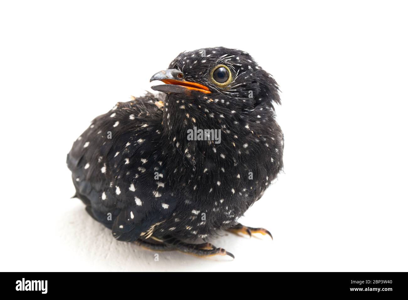 Ein junger klaglicher Kuckuckvogel (Cacomantis merulinus) isoliert auf weißem Hintergrund Stockfoto