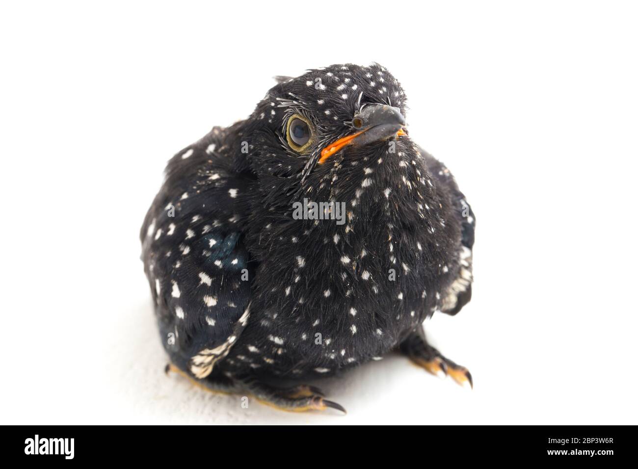 Ein junger klaglicher Kuckuckvogel (Cacomantis merulinus) isoliert auf weißem Hintergrund Stockfoto