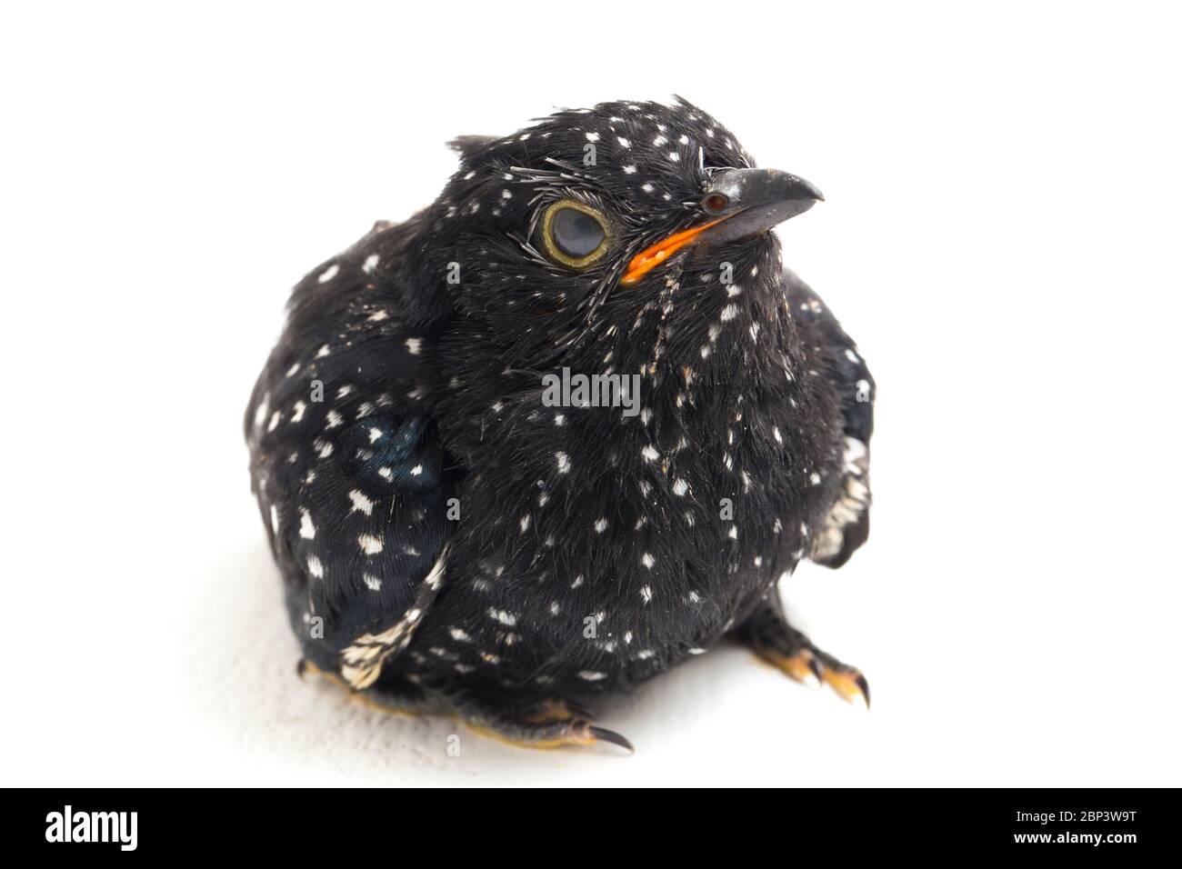 Ein junger klaglicher Kuckuckvogel (Cacomantis merulinus) isoliert auf weißem Hintergrund Stockfoto