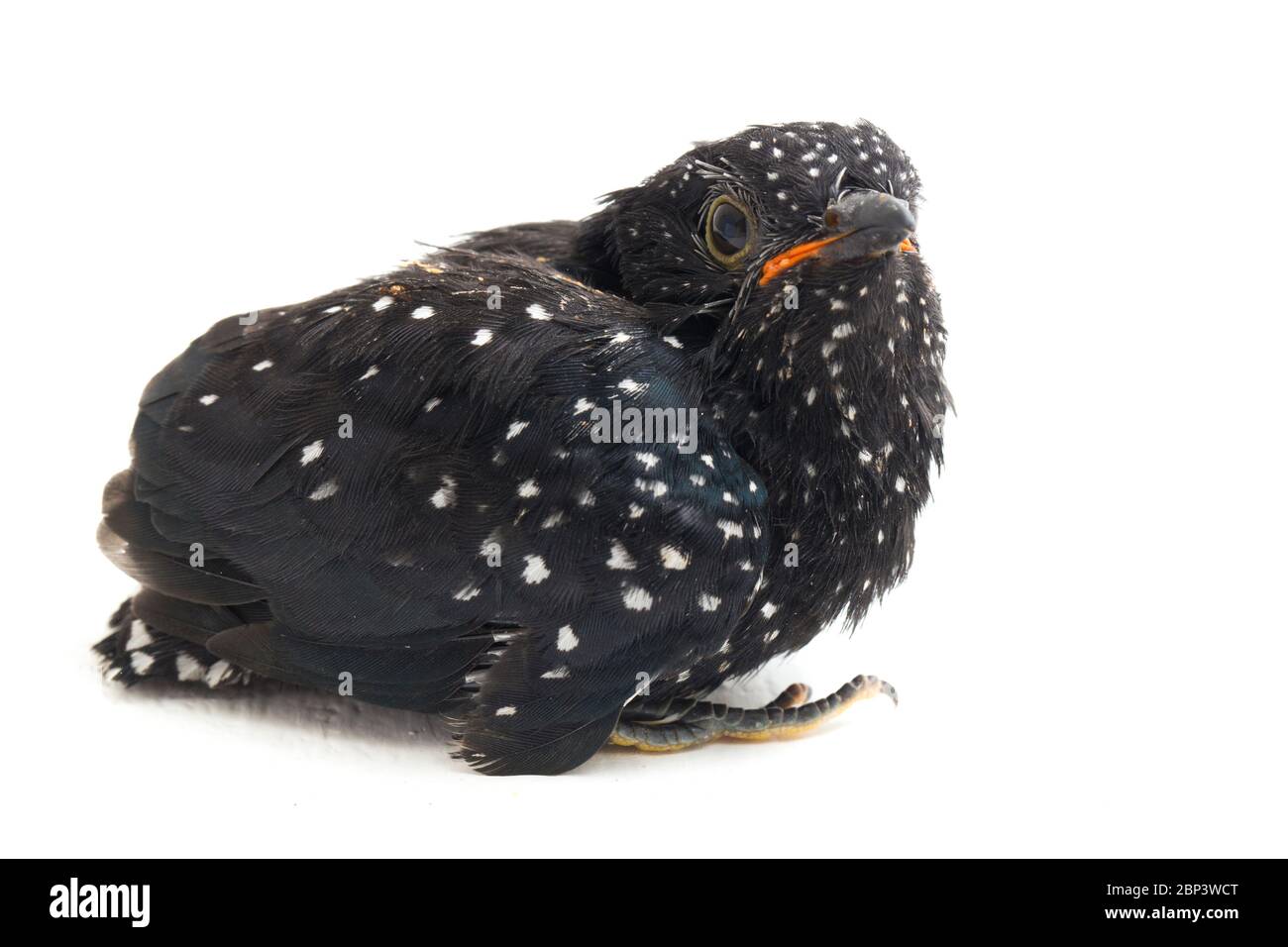 Ein junger klaglicher Kuckuckvogel (Cacomantis merulinus) isoliert auf weißem Hintergrund Stockfoto