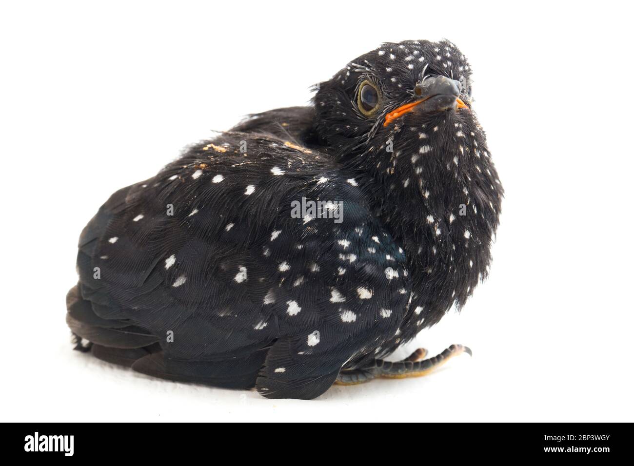 Ein junger klaglicher Kuckuckvogel (Cacomantis merulinus) isoliert auf weißem Hintergrund Stockfoto