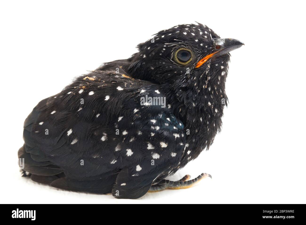 Ein junger klaglicher Kuckuckvogel (Cacomantis merulinus) isoliert auf weißem Hintergrund Stockfoto