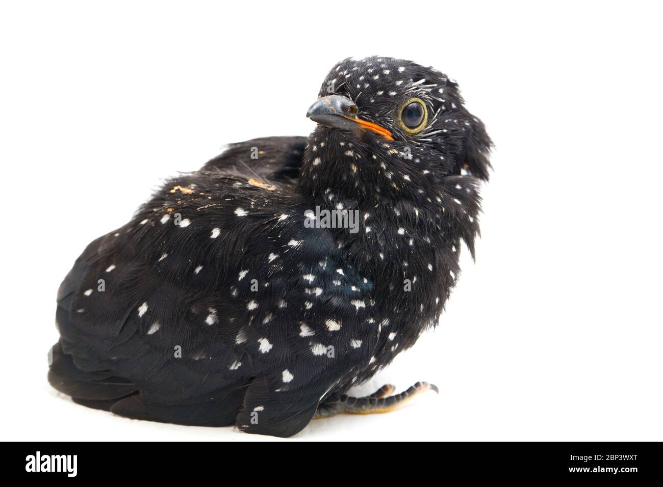 Ein junger klaglicher Kuckuckvogel (Cacomantis merulinus) isoliert auf weißem Hintergrund Stockfoto