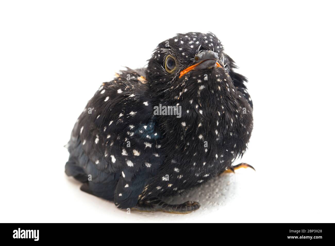 Ein junger klaglicher Kuckuckvogel (Cacomantis merulinus) isoliert auf weißem Hintergrund Stockfoto