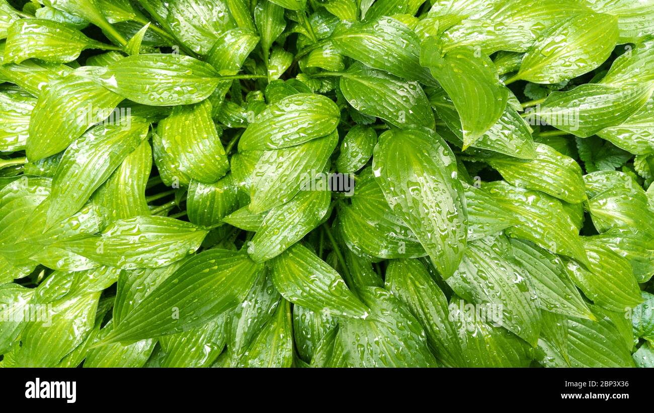 Grüne Blätter Hosta Pflanze mit Wassertropfen. Natürliches Muster. Stock Foto. Stockfoto