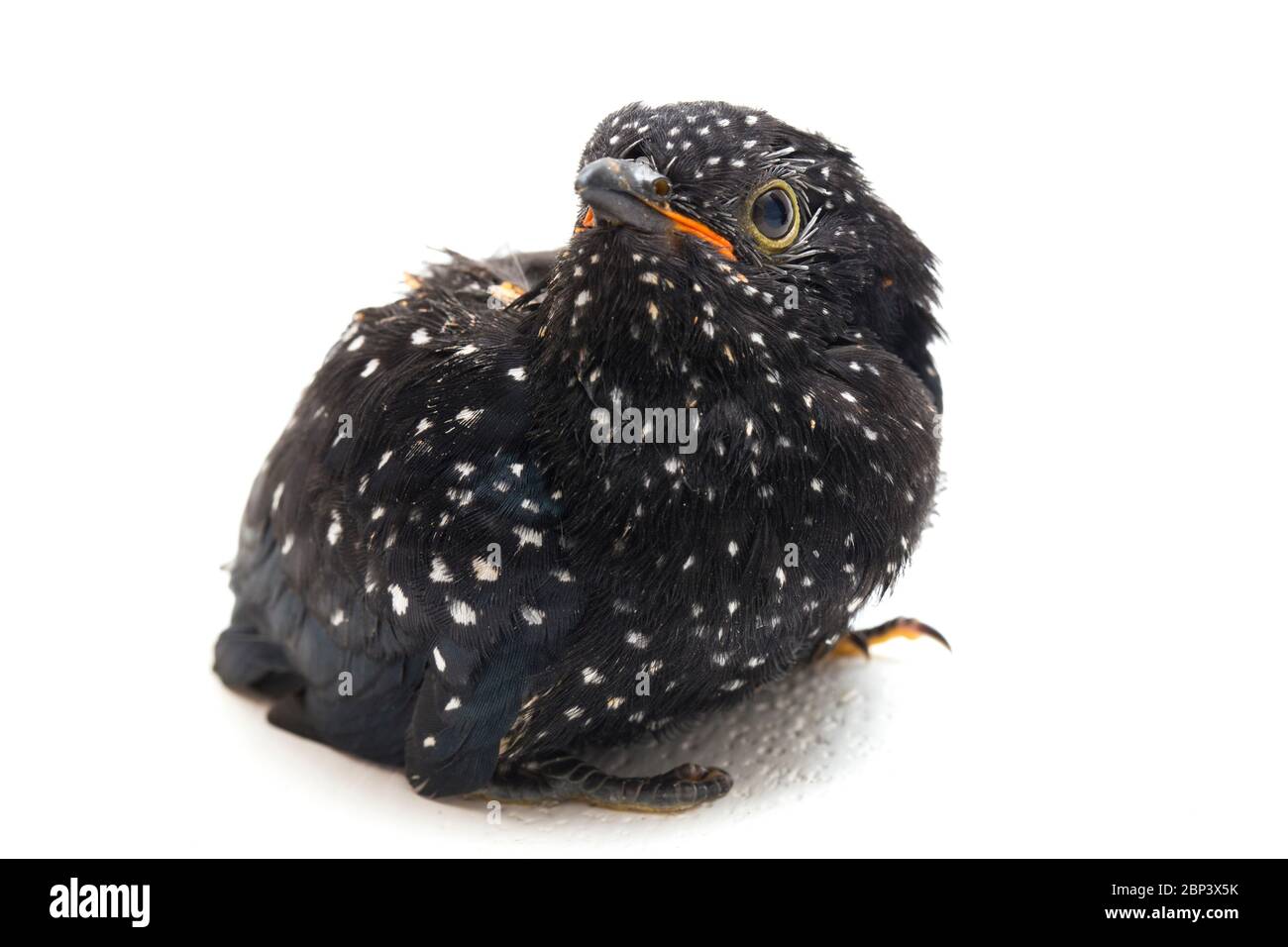 Ein junger klaglicher Kuckuckvogel (Cacomantis merulinus) isoliert auf weißem Hintergrund Stockfoto