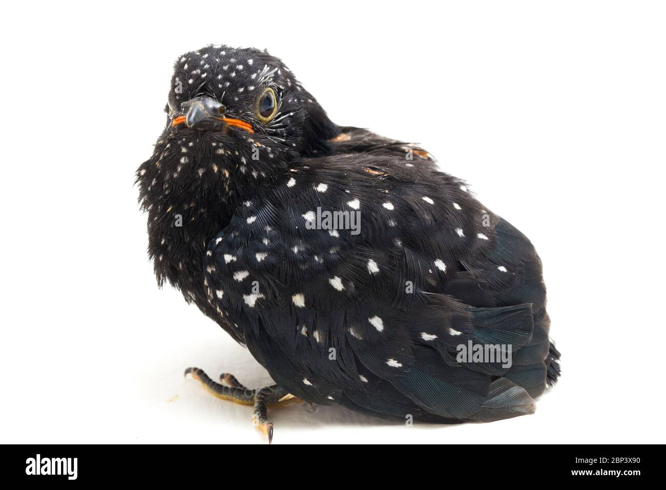 Ein junger klaglicher Kuckuckvogel (Cacomantis merulinus) isoliert auf weißem Hintergrund Stockfoto