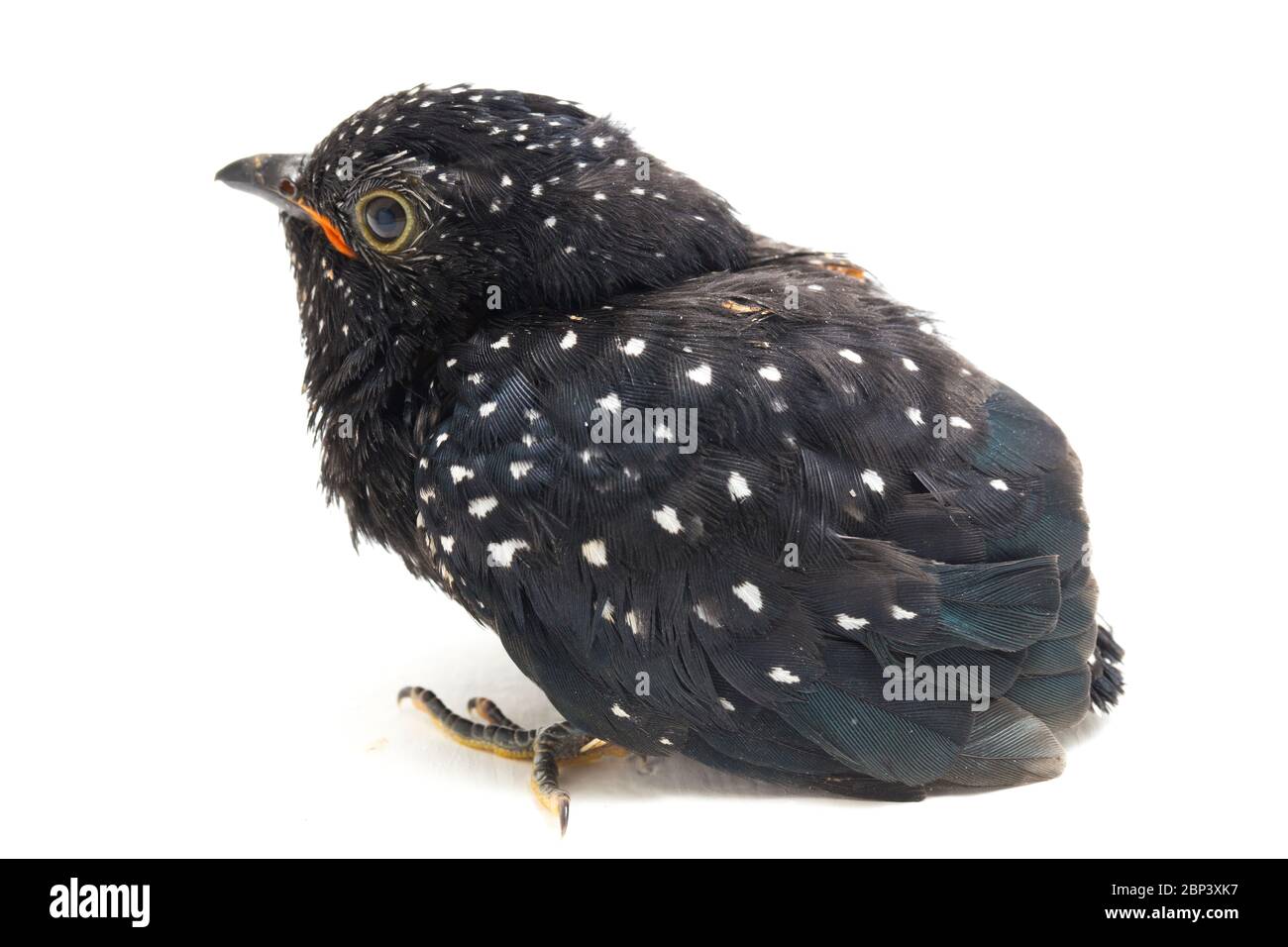 Ein junger klaglicher Kuckuckvogel (Cacomantis merulinus) isoliert auf weißem Hintergrund Stockfoto