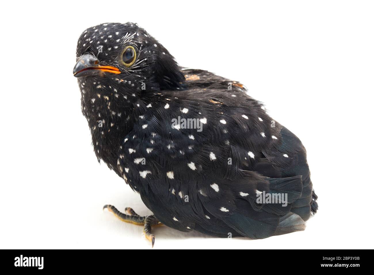 Ein junger klaglicher Kuckuckvogel (Cacomantis merulinus) isoliert auf weißem Hintergrund Stockfoto