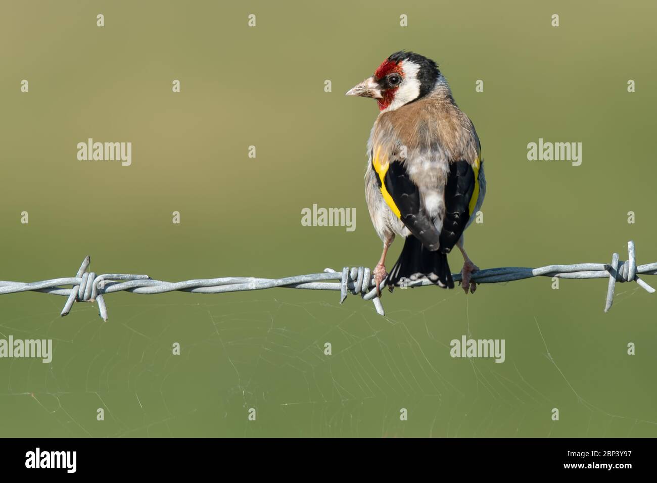 Europäischer Goldfink auf Stacheldraht sitzend Stockfoto