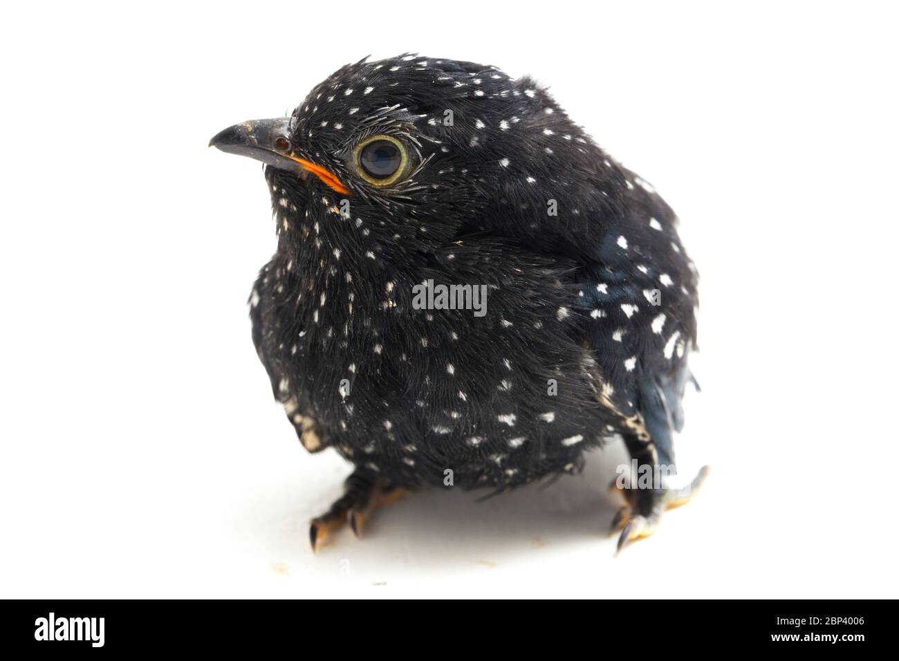 Ein junger klaglicher Kuckuckvogel (Cacomantis merulinus) isoliert auf weißem Hintergrund Stockfoto